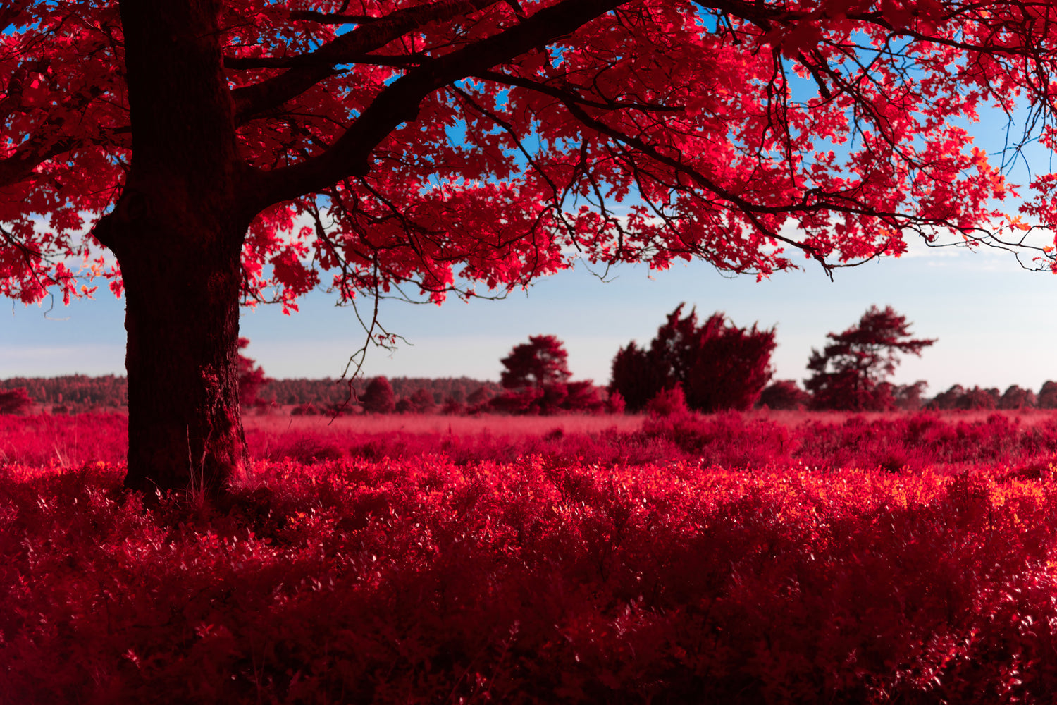 Infrared Photography